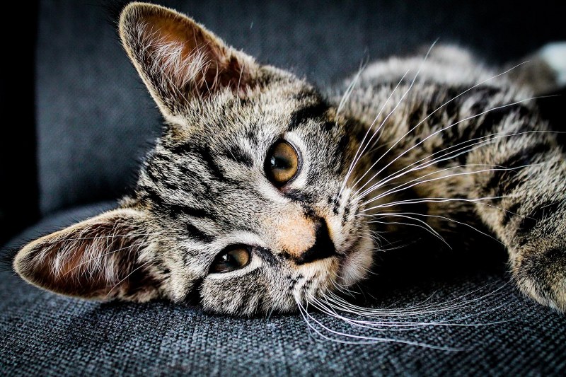 Come capire se il gatto è malato? I segnali inequivocabili