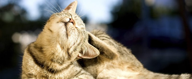 Malattie comuni del gatto, come riconoscerle?