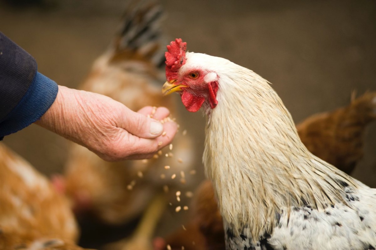 L’allevamento a terra: un’alternativa sostenibile nell’industria avicola