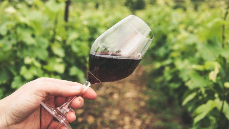 Dove trovare il vino biologico?