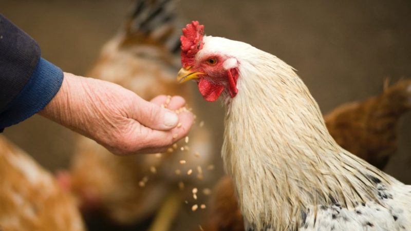 L’allevamento a terra: un’alternativa sostenibile nell’industria avicola